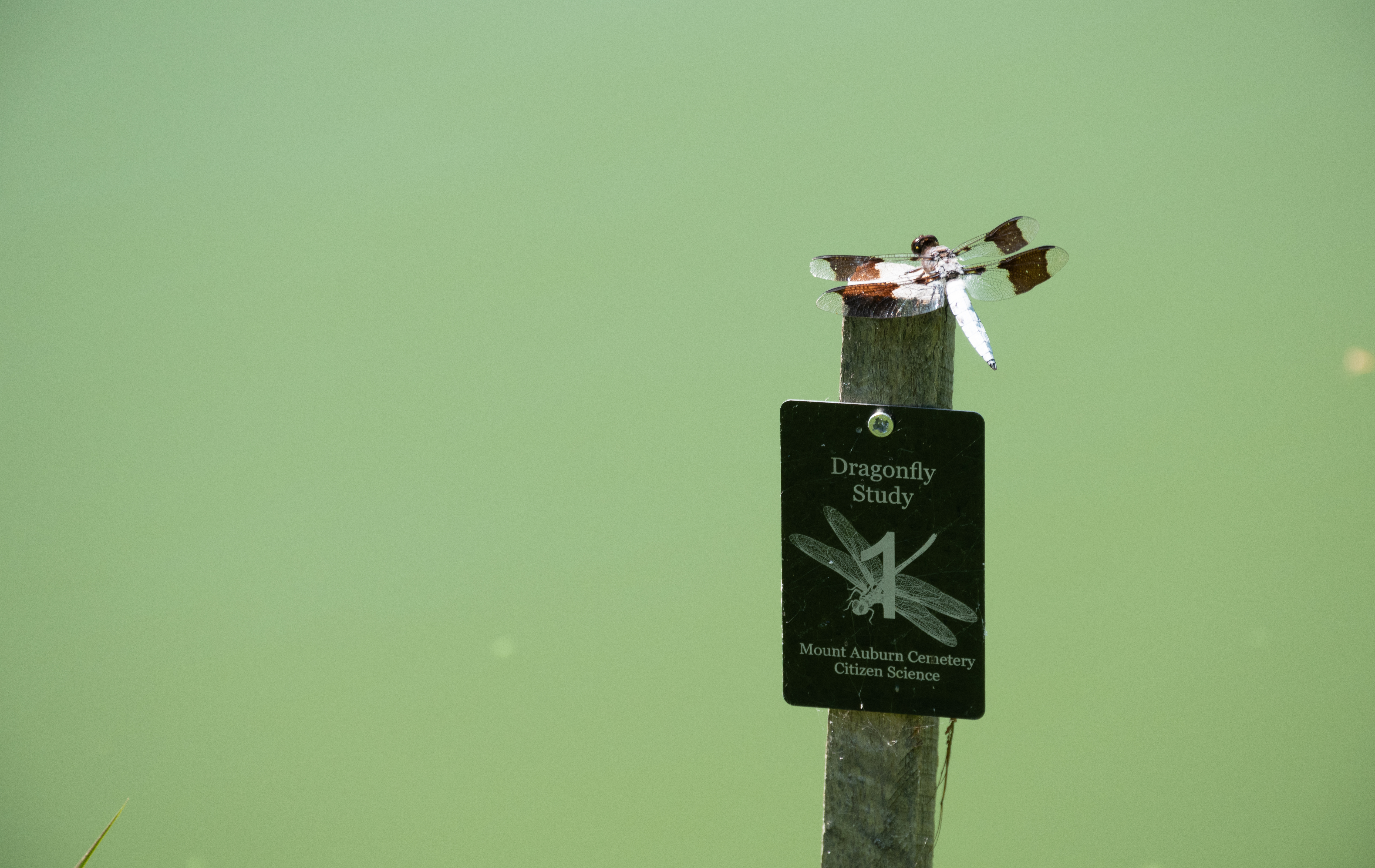 Dragonfly perched on a sign above water