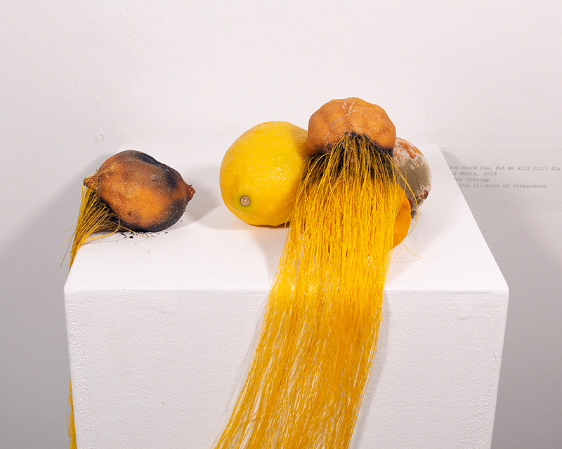 four rotting lemons sit on a white pedestal connected by yellow string