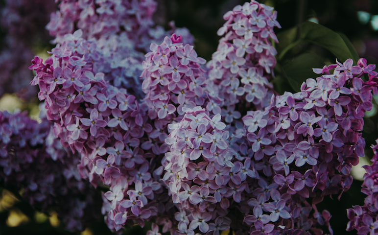 Photograph of a bunch of purple lilacs