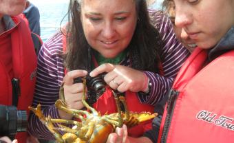 Strnad examining lobster on boat off coast of Maine