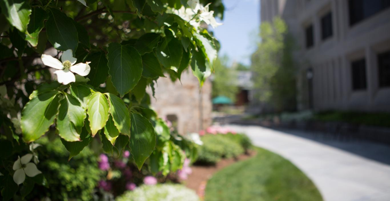 A white flower in a green tree blooms by the sidewalk in front of Sherrill Library.