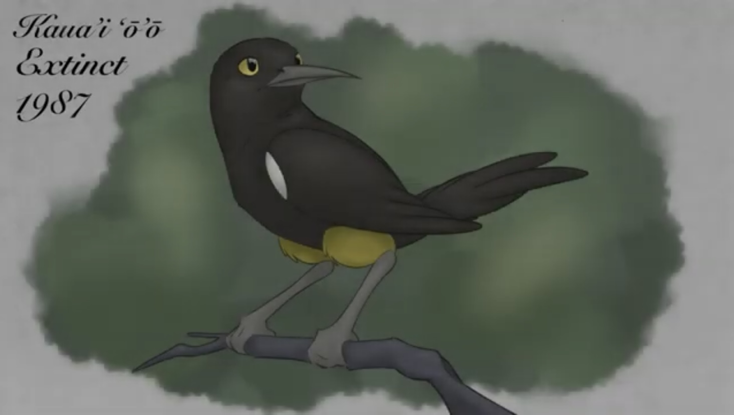 An illustrated still from O'o: The Last Voice of Kaua'i O'o by Carolyn Doremus