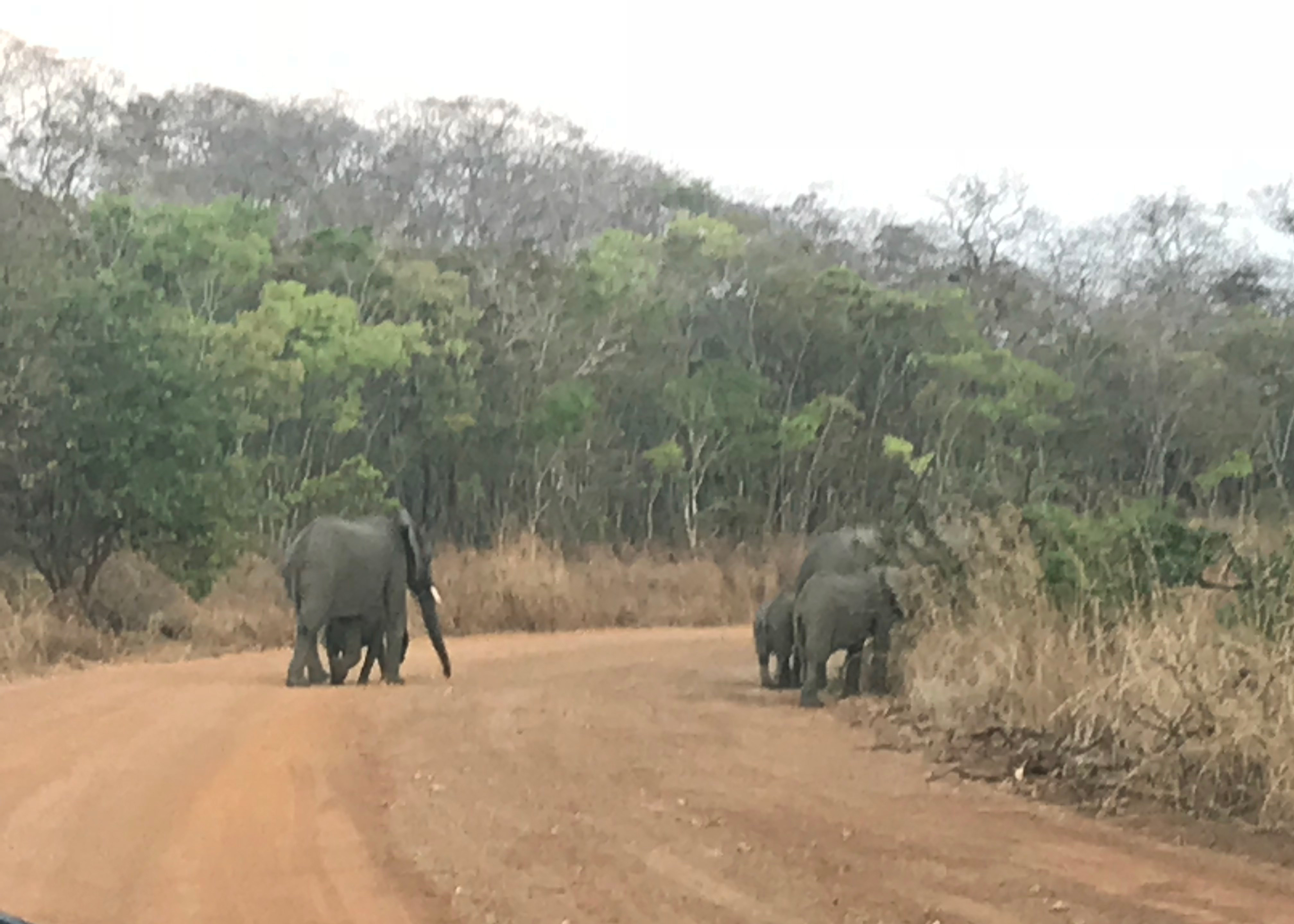 Five elephants walking on a dirt road