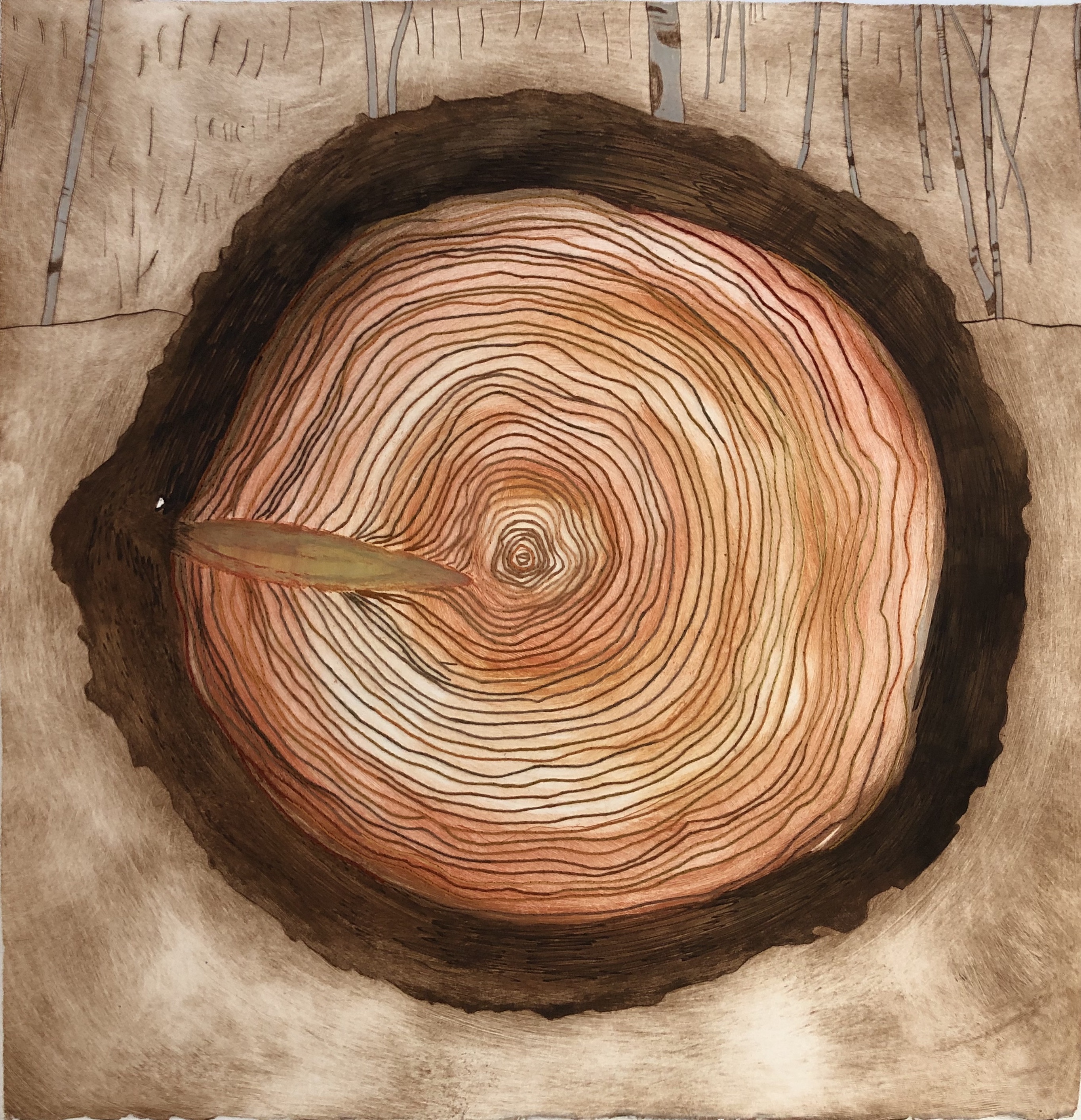 cross section of tree rings