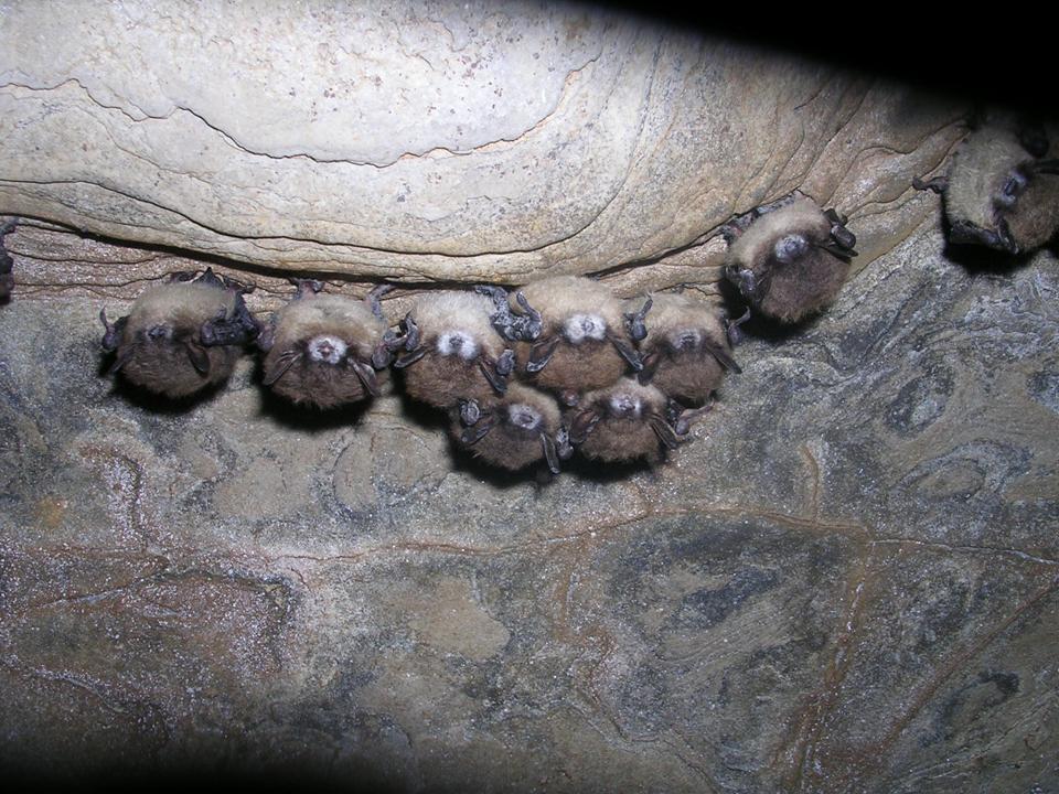 Brown bats with white nose syndrome - hanging from the ceiling of a cave