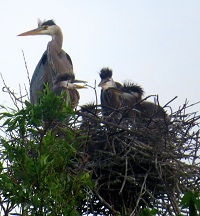 Herons at Alewife Reservation in their nest
