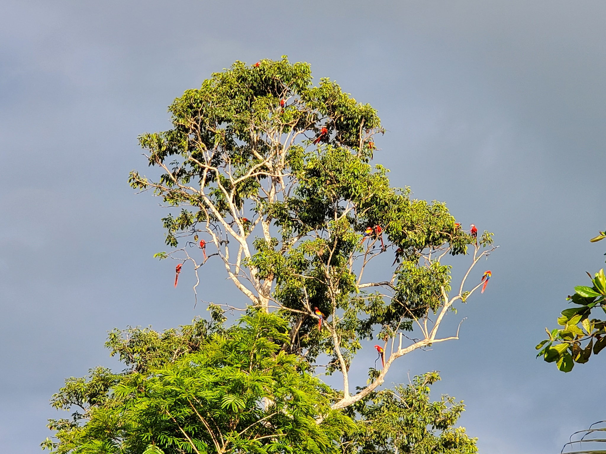 A tree full of macaws