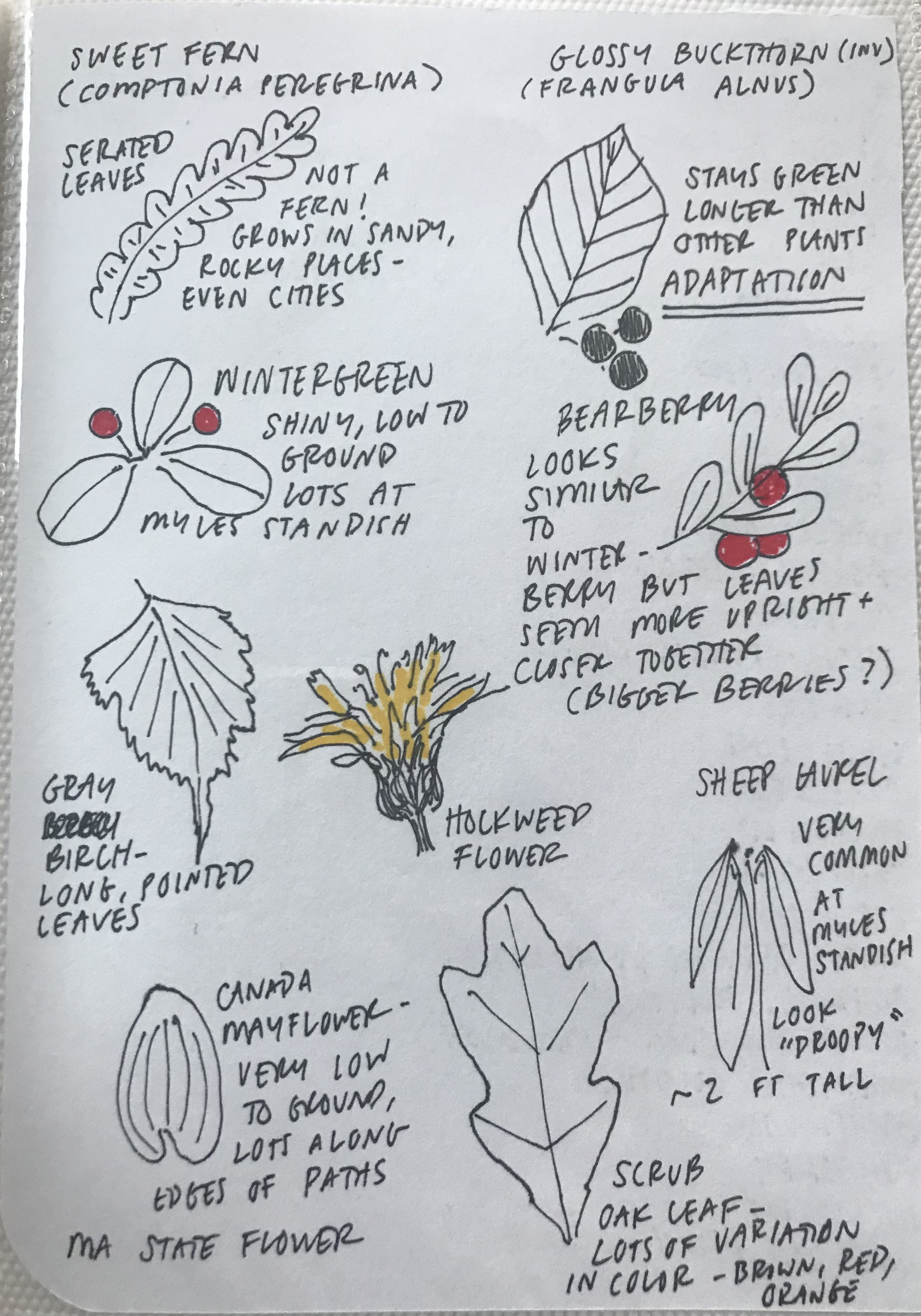 A page from Mina Burton's New England Field studies journal