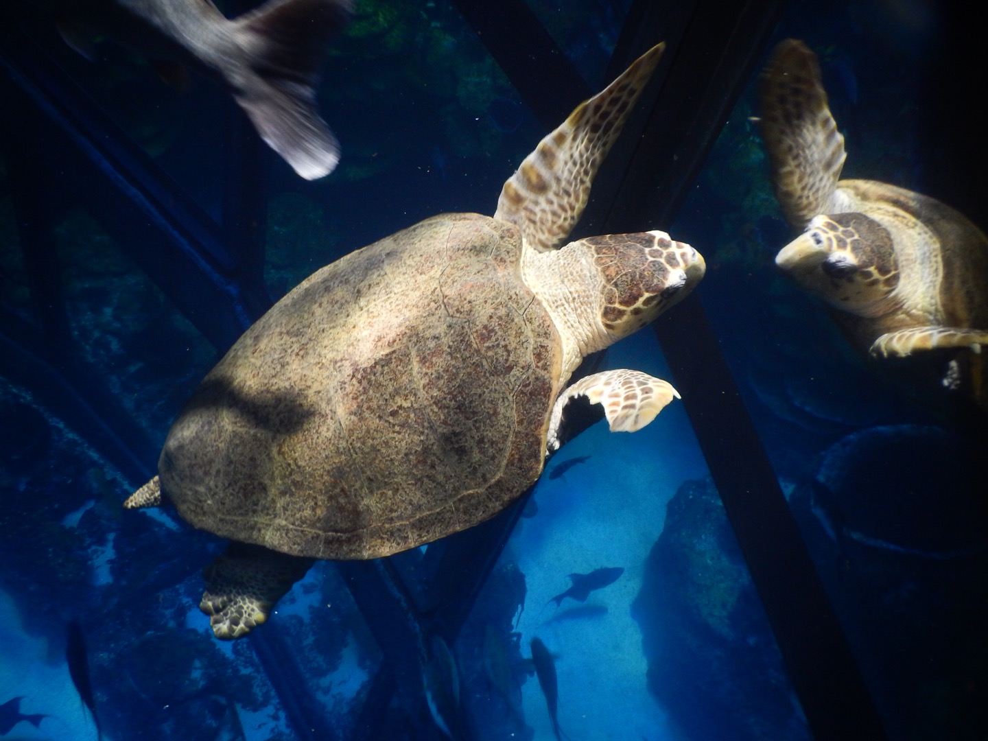 Sea turtle looking at its reflection in a tank at the New England Aquarium.