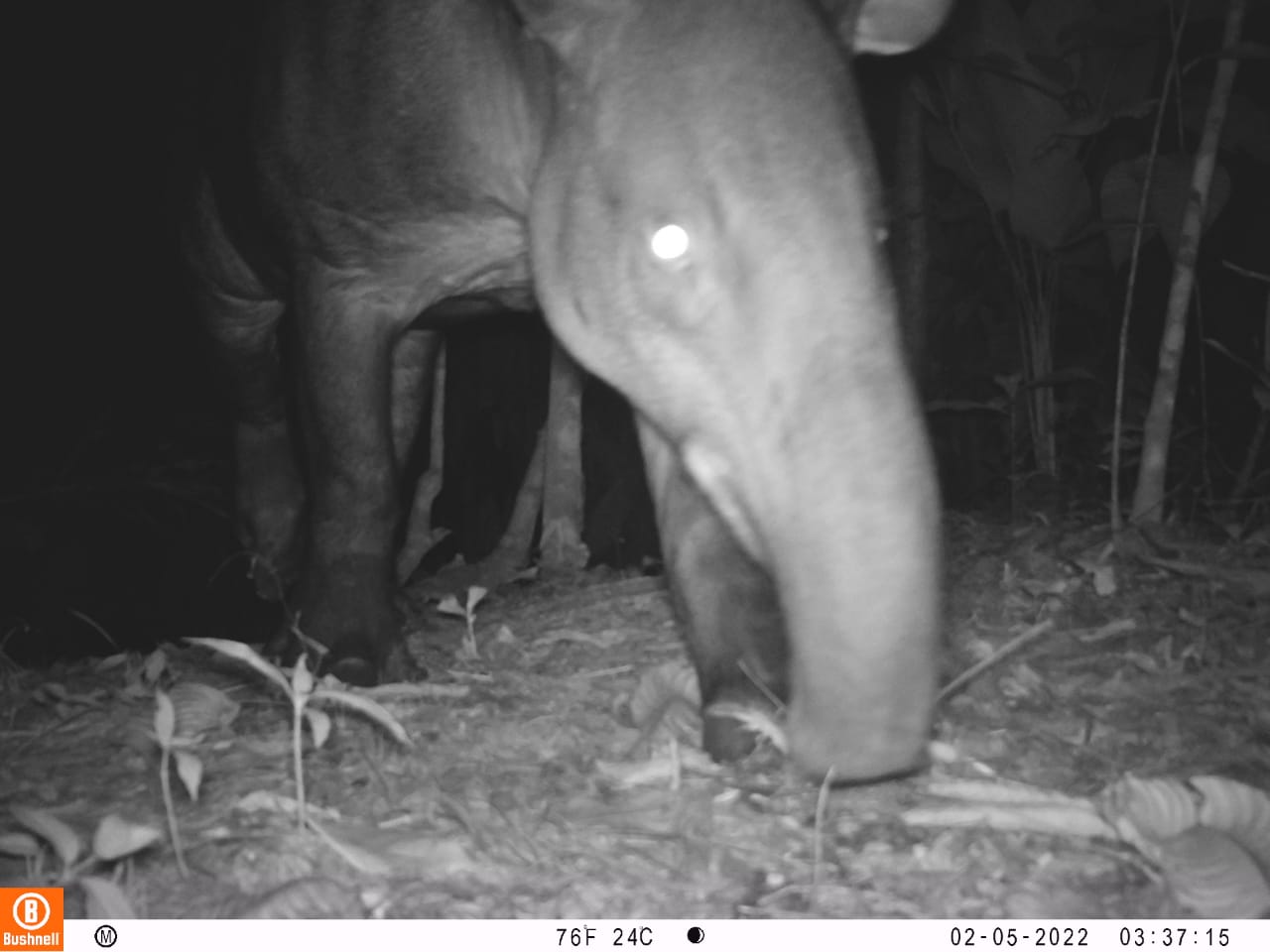 A tapir captured in a photo at night