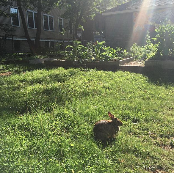 Bunny on green grass in front of Lesley community garden on Doble