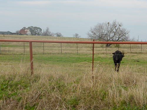 A cow in a field.
