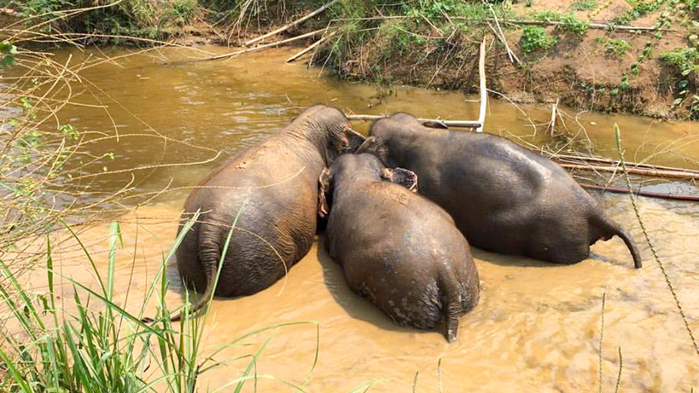 baby elephants lying down in the mud