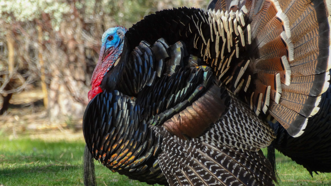 close-up of a wild turkey outside