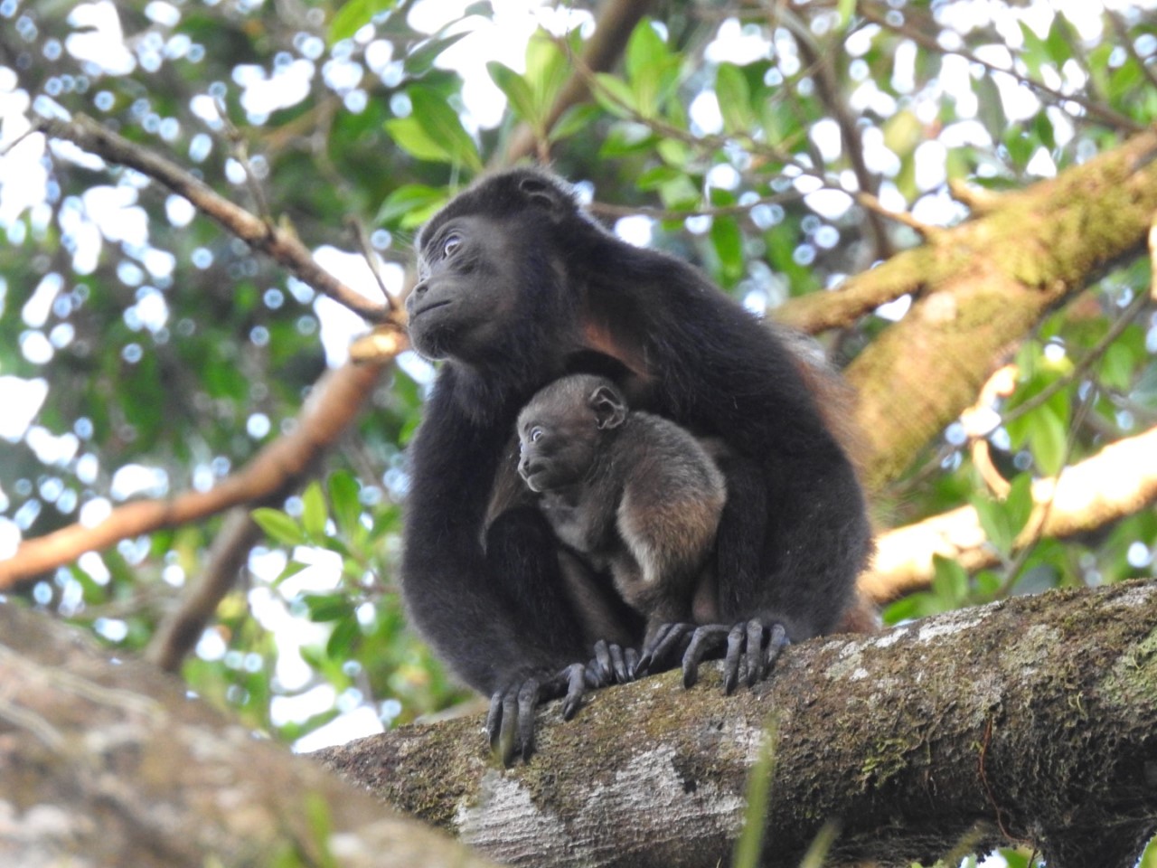 A mother and baby monkey in a tree
