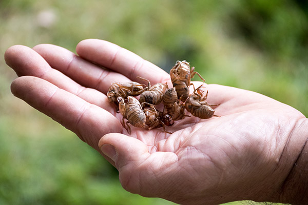 Hand holding cicada exoskeletons