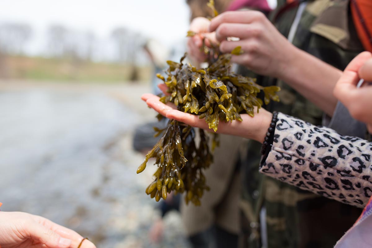 seaweed in someones hands