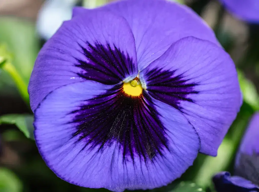 Purple Pansy Bloom