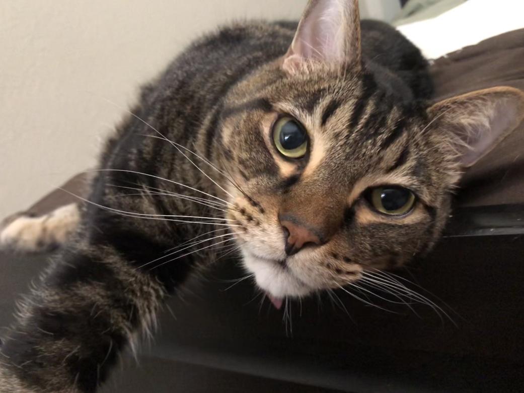 A brown and black cat lounging on a bed, staring into the camera.