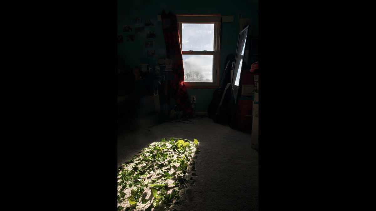 Sunlight shines through a window in a dark room onto a section of the floor. In the sunlight on the floor grows green plans. 