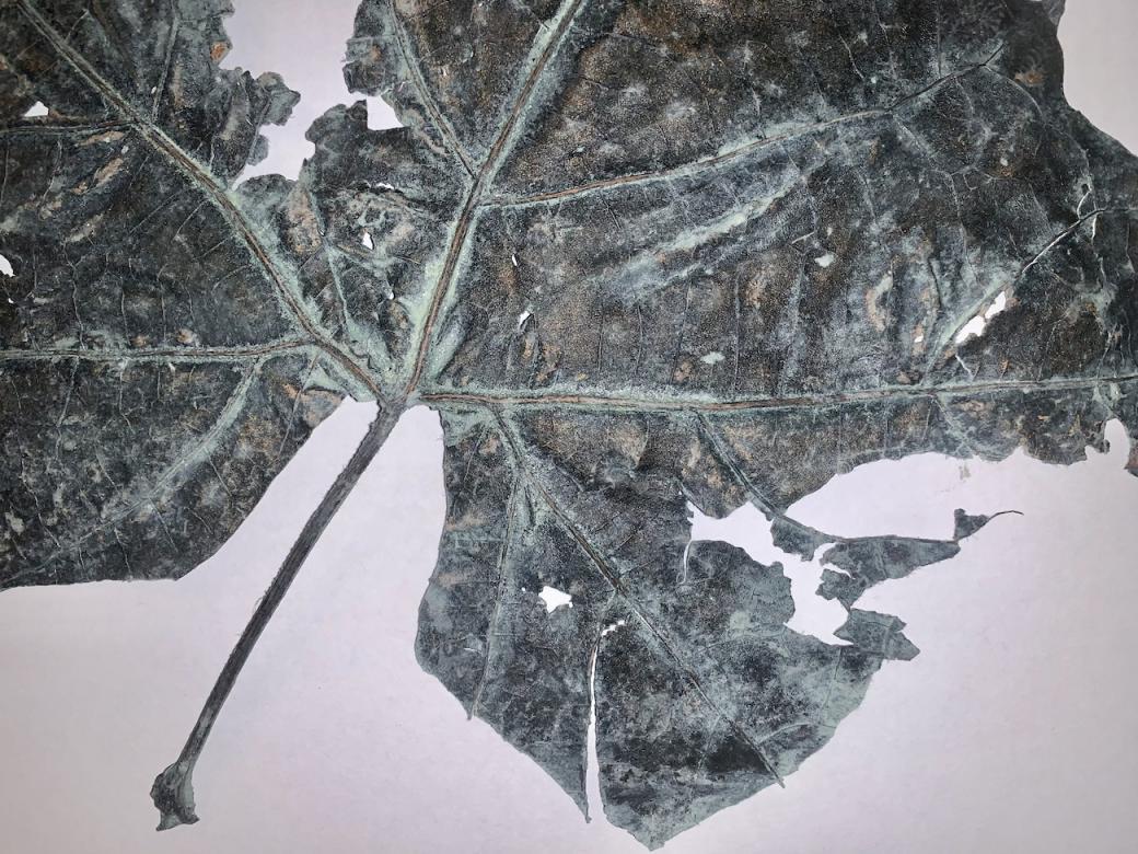 photo of a leaf on paper