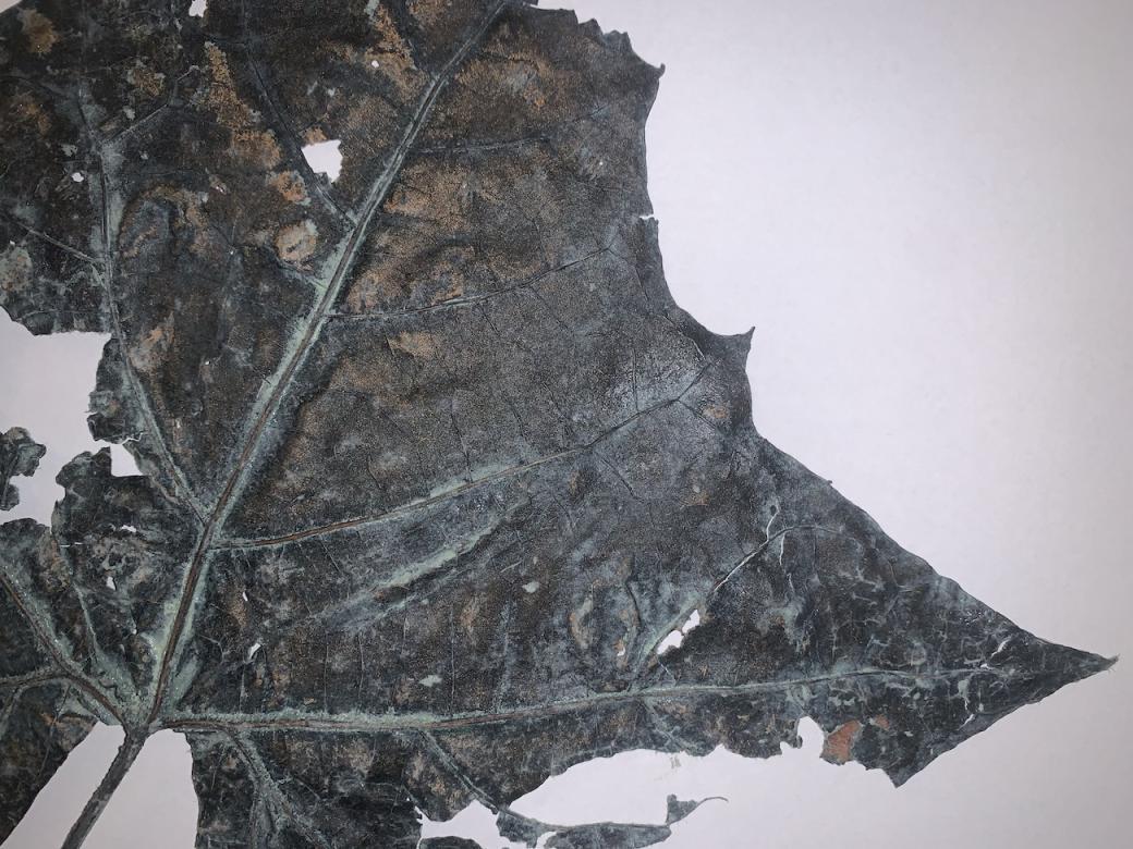photo of a leaf on paper