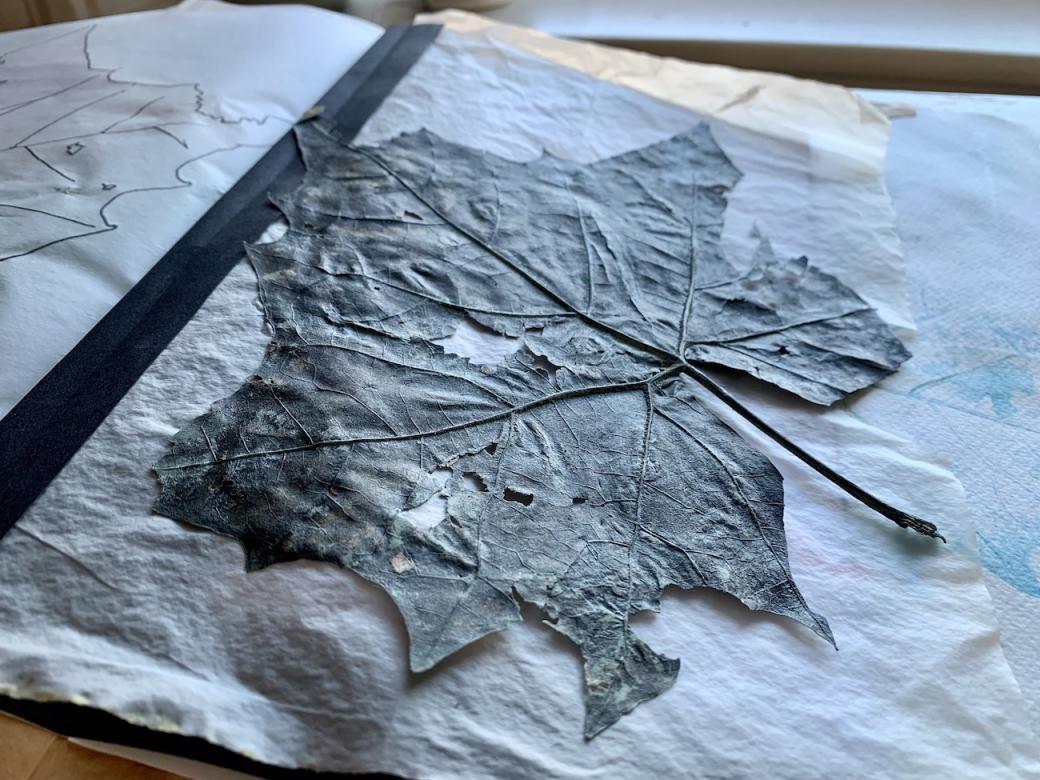 photo of a leaf on paper