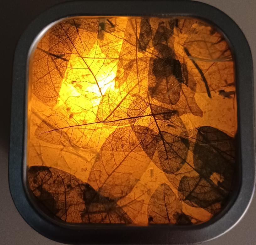 A photograph of pressed leaves with a light shining through the background. The light reveals the veins of the leaves which are overlapping each other in several places. The leaves are held in place by a square, black casing.