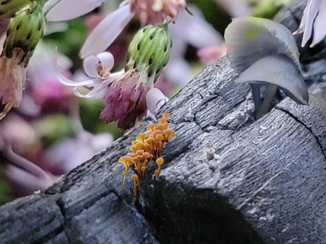 In the right corner is a black and white image of a thick tree branch. Growing out of this branch are mushrooms, one cluster is small and yellow, and the other is large and grey. On the other side of the piece is a close up of flowers that are in bloom. Other flowers can be seen in the background which is blurred.