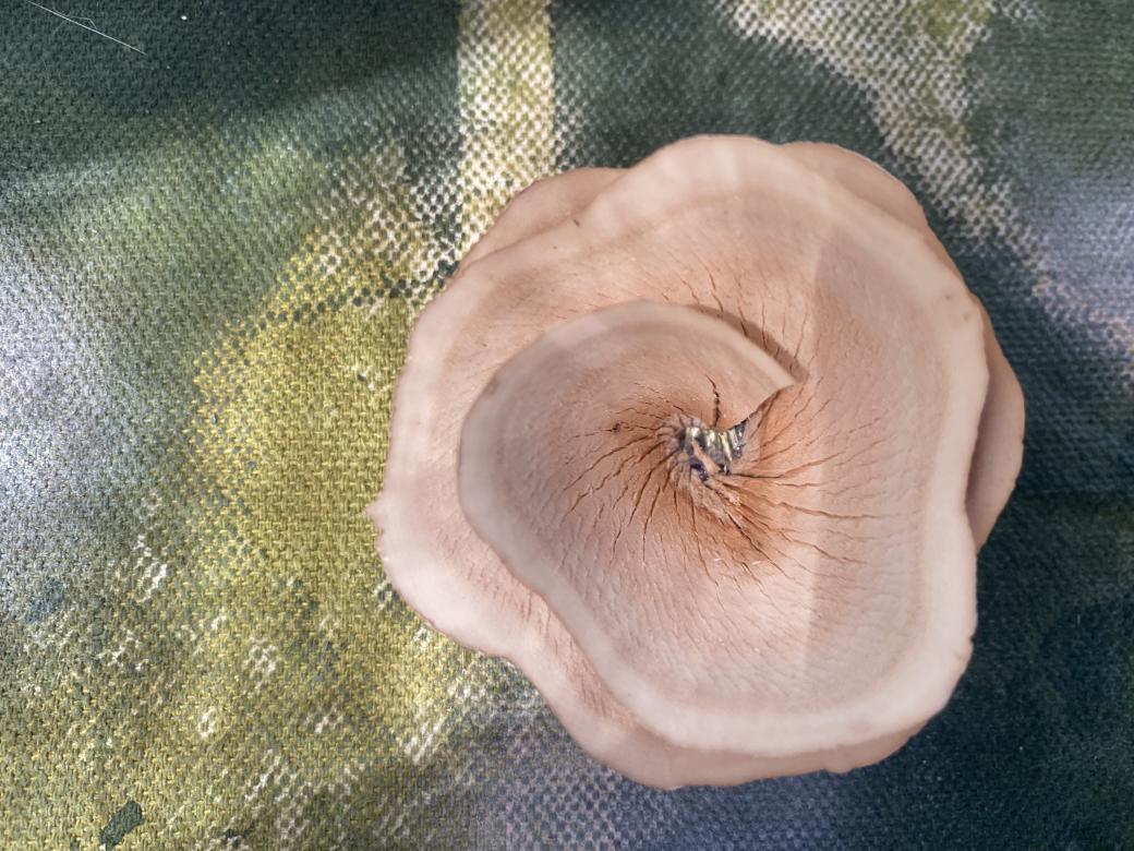 Close up of the rose from "My Landscape" by Christiana Lauzon. This is a photograph of the rose from above showing its cream colored swirling petals on the green background of the canvas, The rose has a wood-like appearance. 