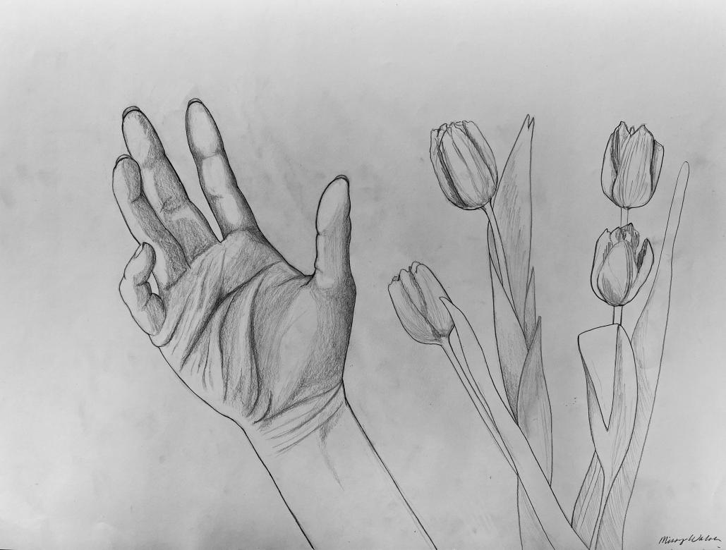 Graphite drawing of a hand reaching palm up. To the right is a drawing of four tulips positioned similarly to the hand.