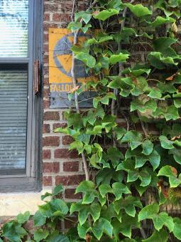 A picture of a brick wall with a yellow and gray sign reading “Fallout Shelter”, half-hidden by a column of green ivy.