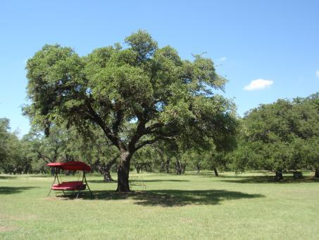 A tree in a clearing with a red bench swing beneath it.