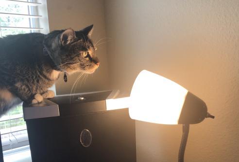 A brown and black cat peering curiously into a desk lamp.