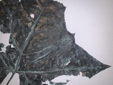 photo of a leaf on paper