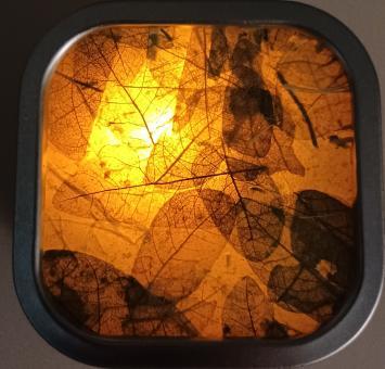 A photograph of pressed leaves with a light shining through the background. The light reveals the veins of the leaves which are overlapping each other in several places. The leaves are held in place by a square, black casing.