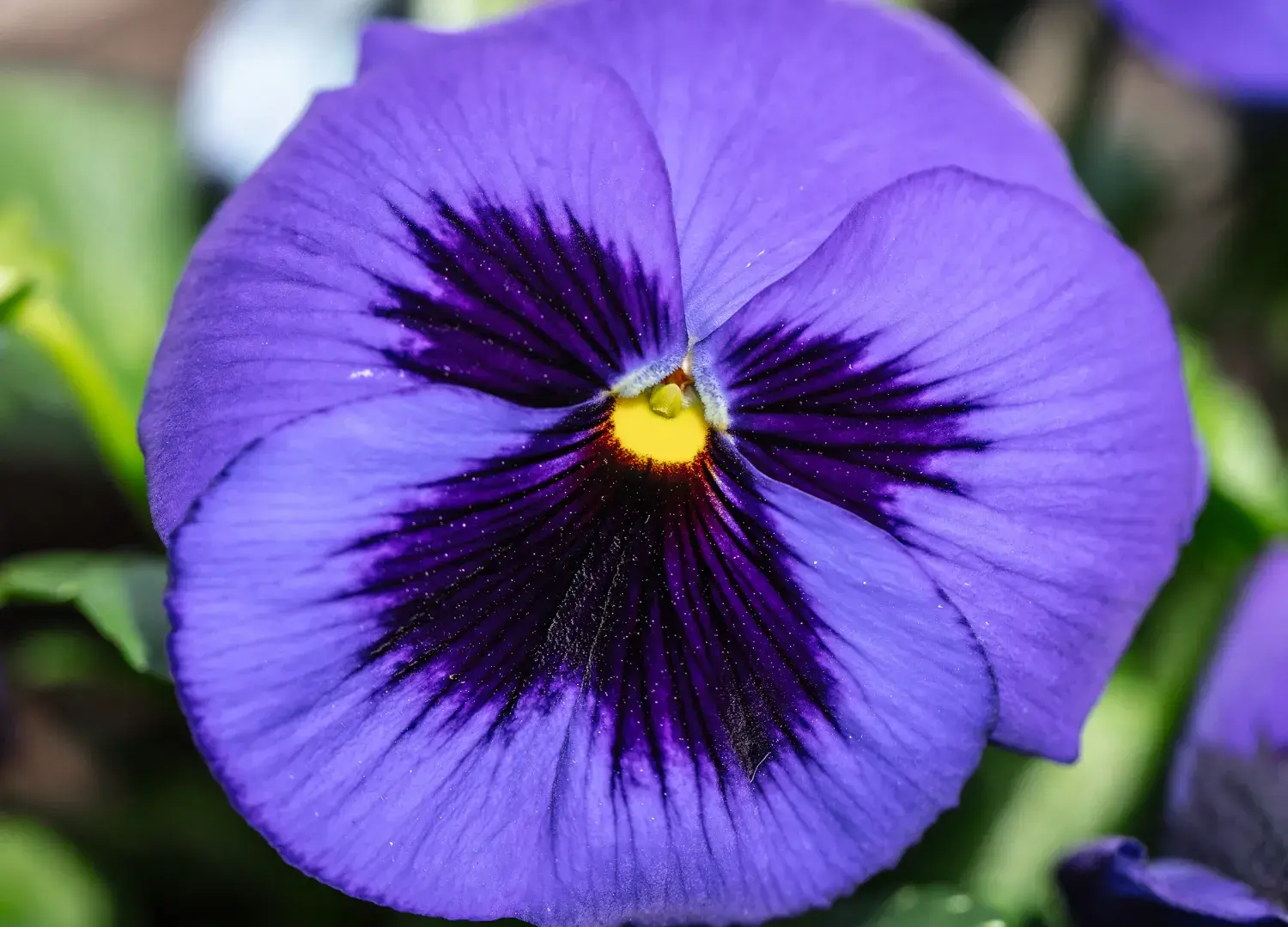 Purple Pansy Bloom