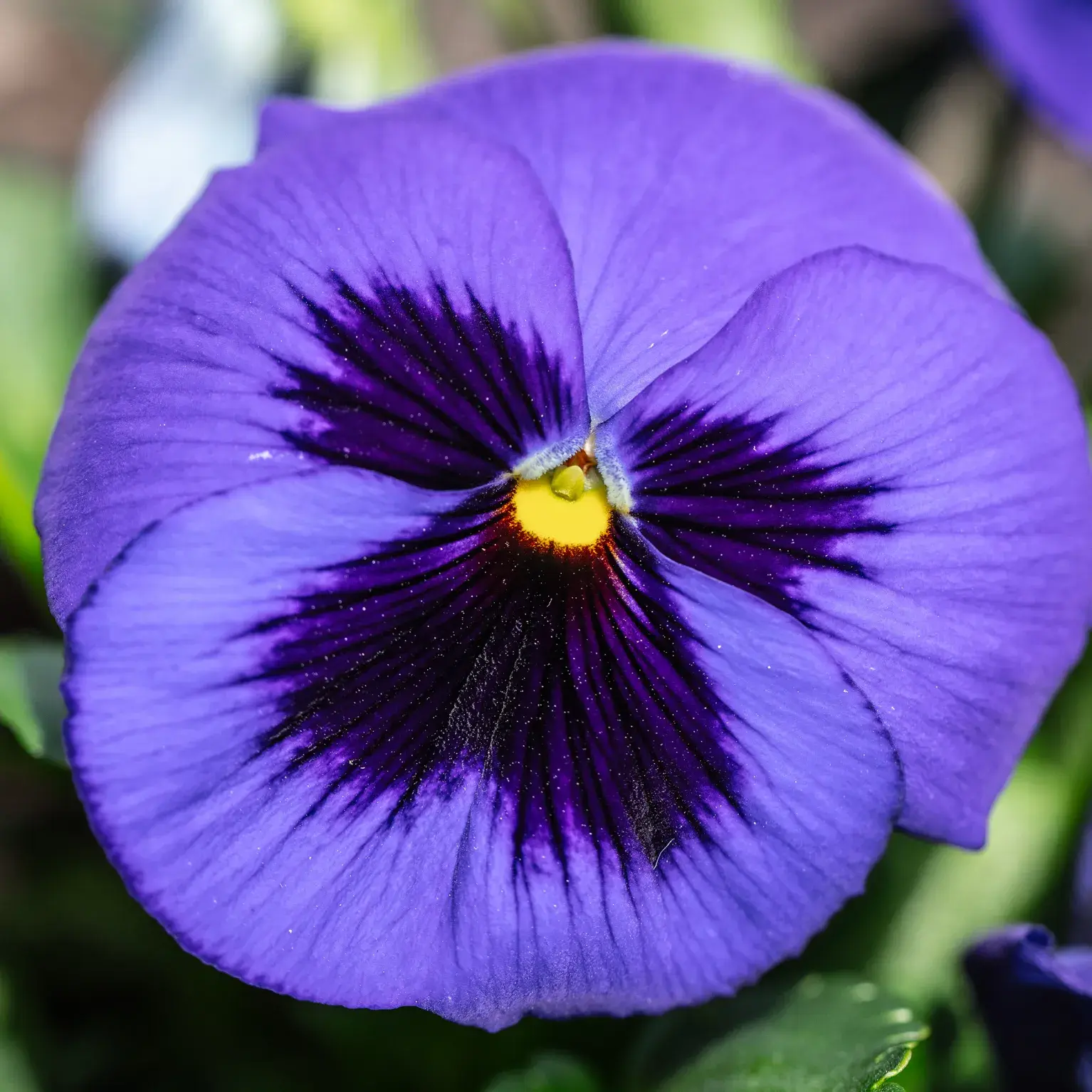 Purple Pansy Bloom
