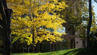 Tree on Doble quad with yellow leaves