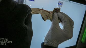 Hands stretch out a bat on a light box to examine it's wing.