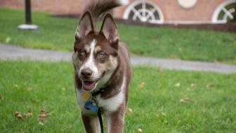 Ollie, a husky dog walks across the grass.