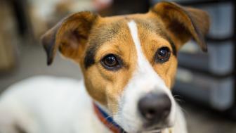 A closeup of Tally the dog.