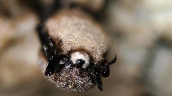 Macro photo of a bat with white-nose syndrome
