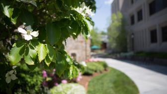 A white flower in a green tree blooms by the sidewalk in front of Sherrill Library.