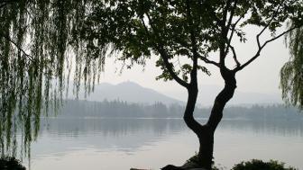 Image of tree in winter haze