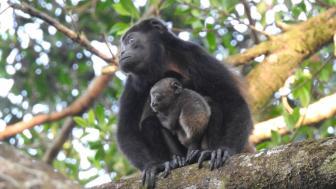 A mother and baby monkey in a tree