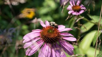 A bee pollinating a pink flower in Mount Auburn