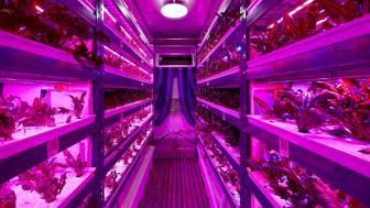 Purple grow lights light up the inside of a hydroponic garden.