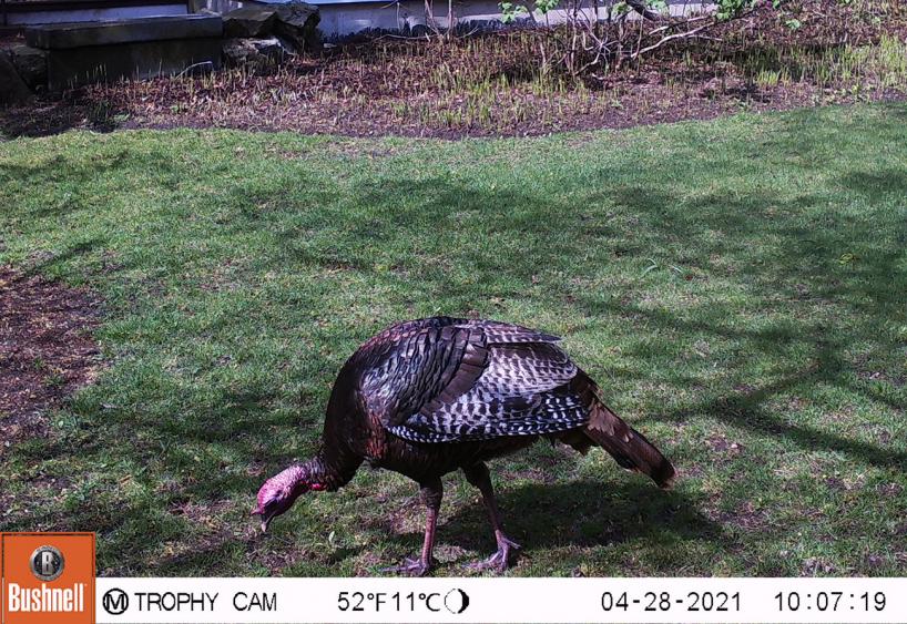 camera trap image of wild turkey