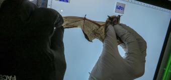 Hands stretch out a bat on a light box to examine it's wing.